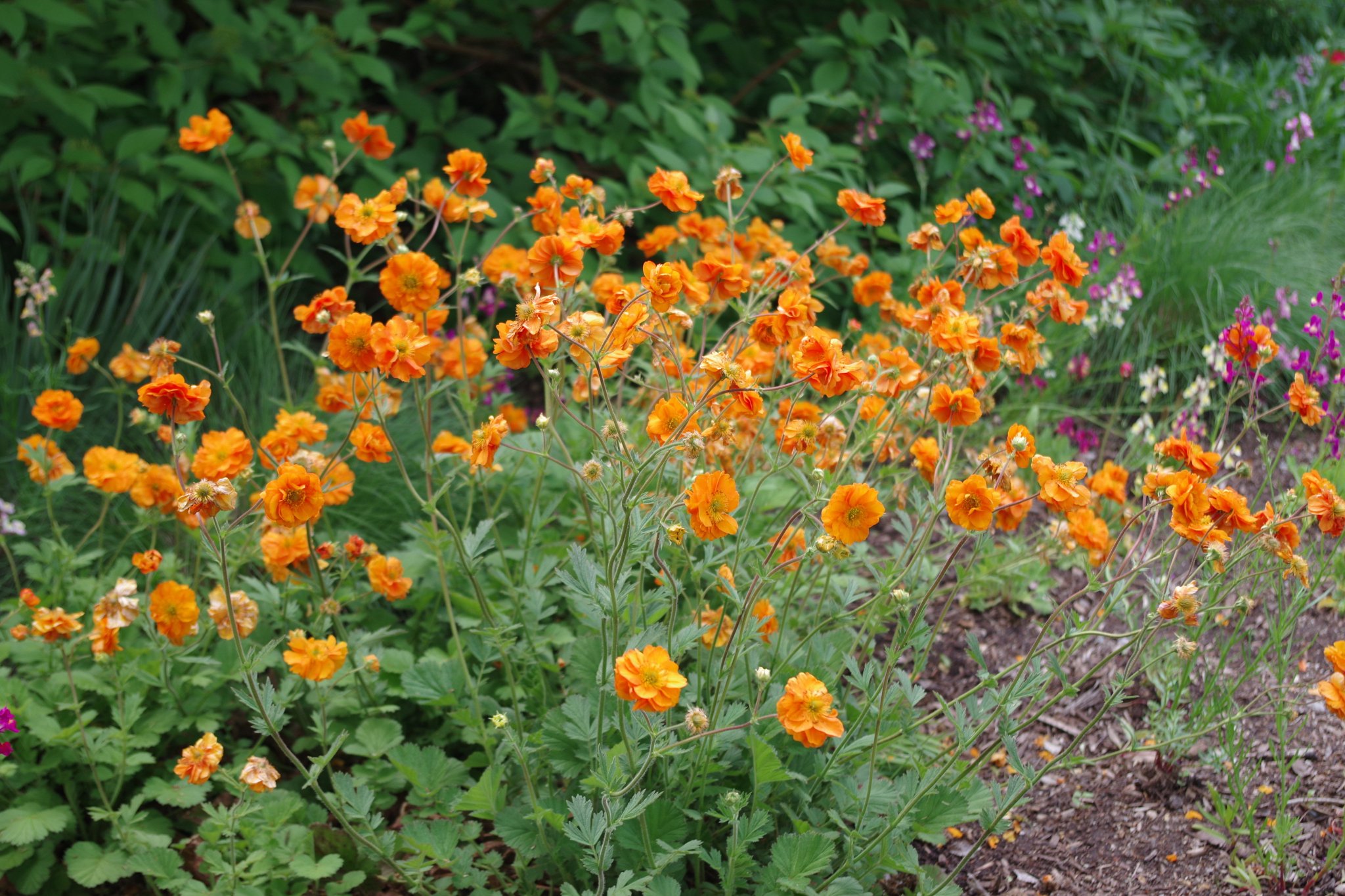 Red Butte Garden Geum Firestorm Rosaceae Redbutte Garden Flowerfriday Photo By Bill Revene Red Butte Garden Geum Firestorm Rosaceae Redbutte Garden Flowerfriday Photo By Bill Revene
