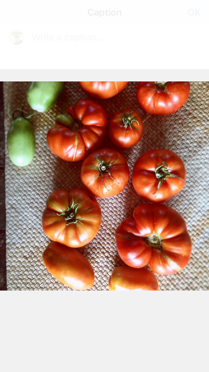 LocalPlantPro's tweet image. Better Boy and Roma tomato harvest!
#homestead #harvest #tomato #growyourownfood