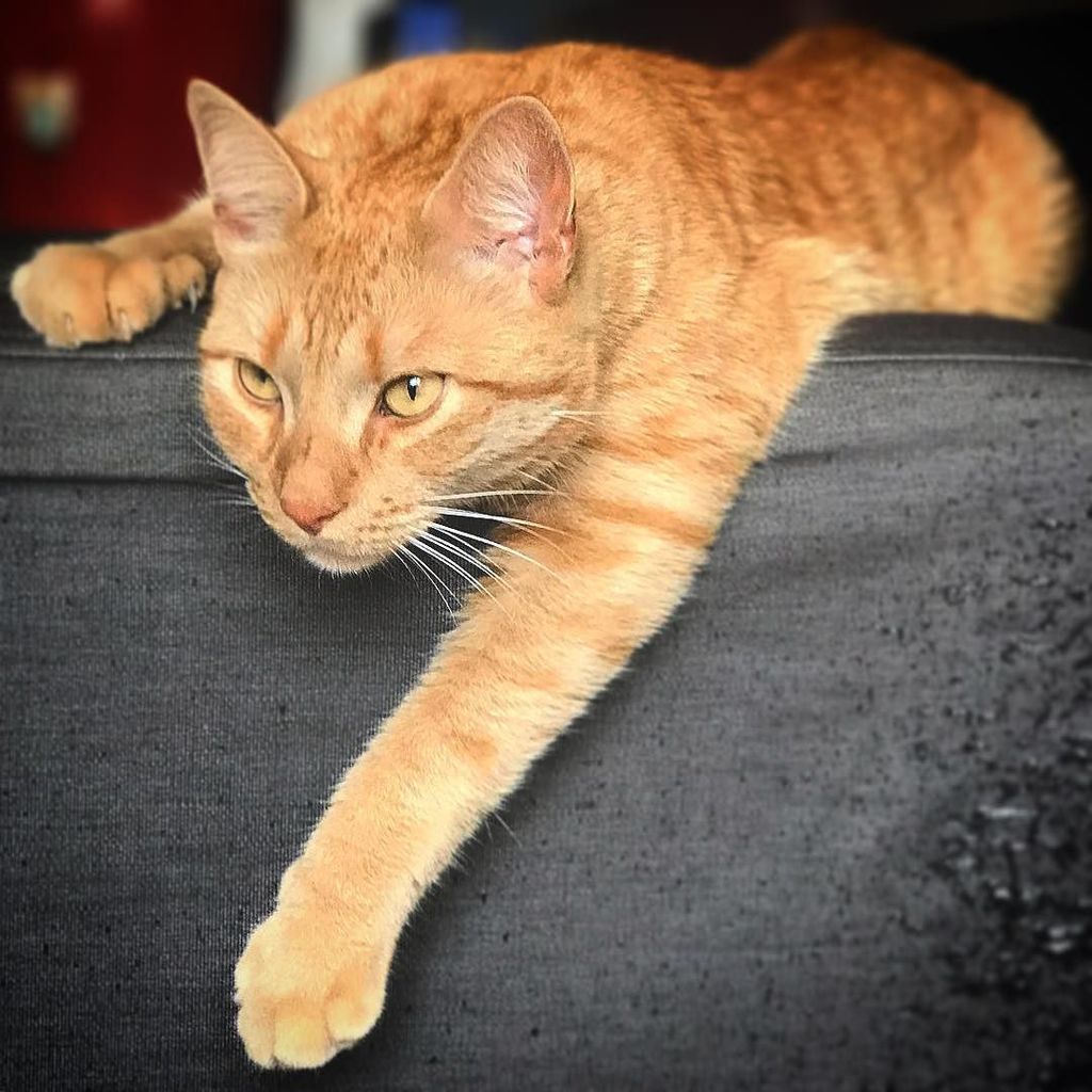 peternasonov's tweet photo. He doesn't want me to leave
#mycat #cat #lovingcat #sadcat #pensivecat #gingetcat #cutecat https://t.co/taL6aoncGw https://t.co/jlkt8xjFGD