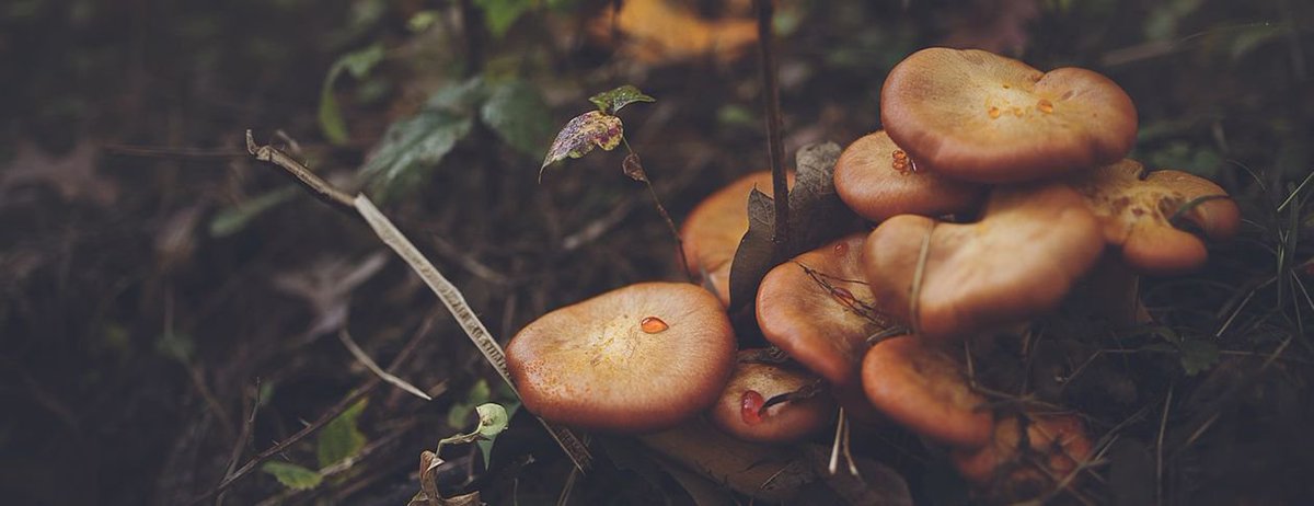 Fungi never form flowers, fruits, or seeds. #DidYouKNow #FunFactFriday  buff.ly/2u9cBoC