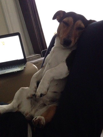 JRMinnieMo's tweet photo. So tired! I've been barking hard all day! @JRTgang #jackrussell @photogenic_dogs #dogsoftwitter #minniethecutie https://t.co/l9knLNEMPq