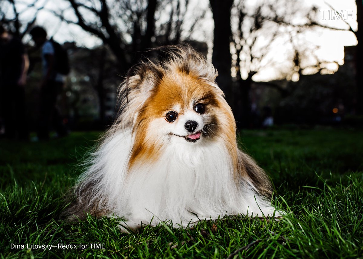 Inside the minds of dogs | ti.me/2v6WN7b Photo: Dina Litovsky—Redux for TIME #dogs #dogsoftwitter