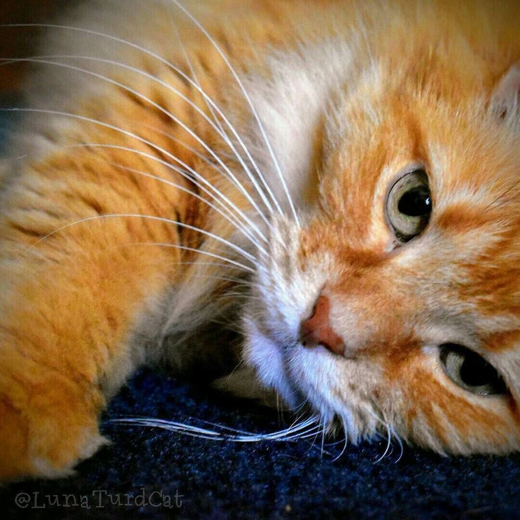 LunaTurd's tweet photo. Hey dere. I know it's #Friyay, but can we just cuddle and chill? 💕
. 💕
💕💕💕💕
. *Join the #MeowMilitia for World dom… https://t.co/jg7msTU7gM https://t.co/SYgjoj0hj5