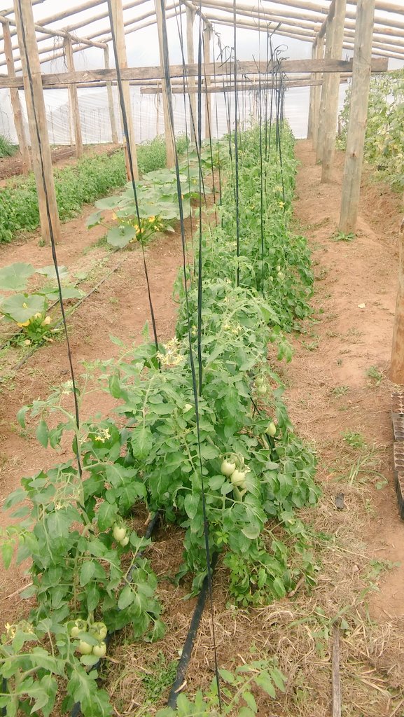 AF_INTA_CTES's tweet image. EFA Itú, acordamos próximas actividades p fortalecer la formación d chicos y chicas d la #AF @prohuerta #Profeder