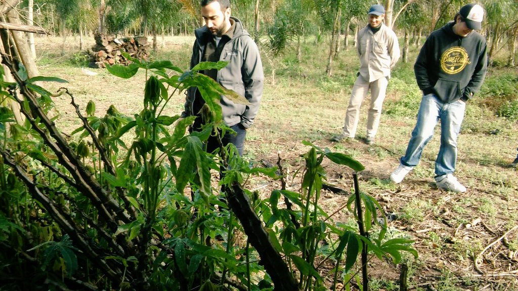 AF_INTA_CTES's tweet image. 03/08 en La Palmira con #AF mandioqueros, apoyo a la recuperación productiva #PReTNO #Profeder @prohuerta