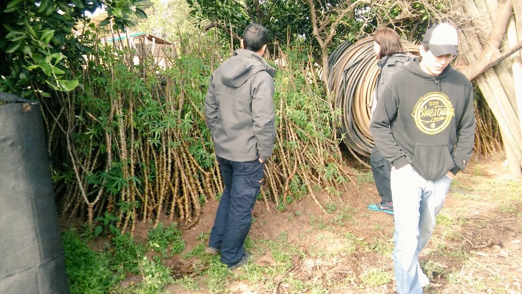 AF_INTA_CTES's tweet image. 03/08 en La Palmira con #AF mandioqueros, apoyo a la recuperación productiva #PReTNO #Profeder @prohuerta