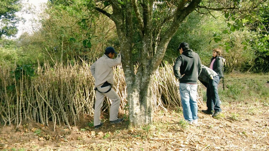 AF_INTA_CTES's tweet image. 03/08 en La Palmira con #AF mandioqueros, apoyo a la recuperación productiva #PReTNO #Profeder @prohuerta