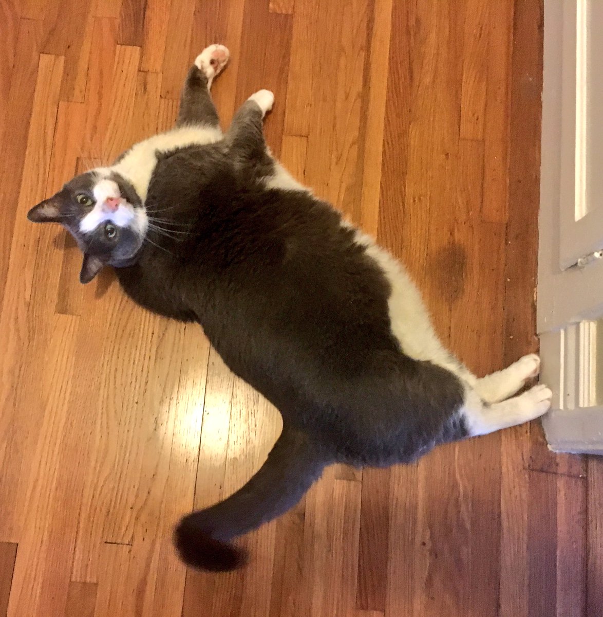 Furriends! My mom is not posting as much on here but she still checks in on you all and sends love!! (I am on Instagram a little more). XOXO