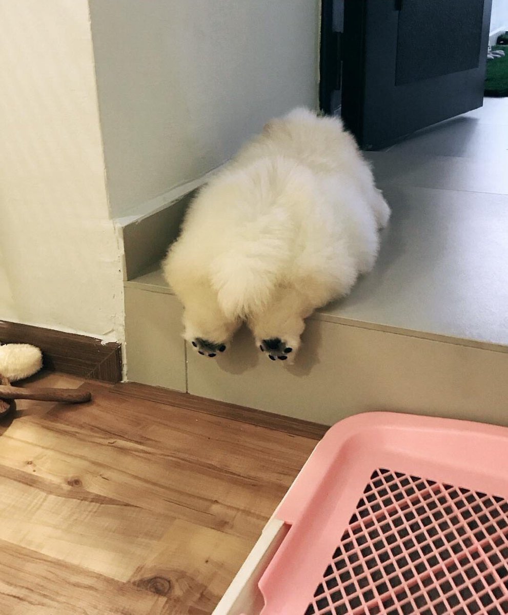 pinkar9's tweet photo. นี่คุมะผู้กินพลังผลปุ่มเนื้อในวันพีชไง
จำไม่ได้หรอ https://t.co/qMcEHHgJMF