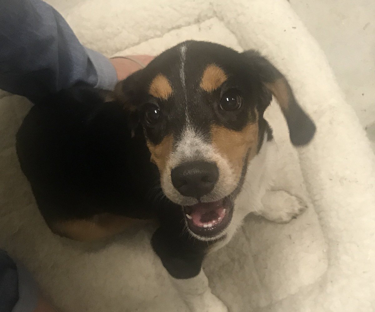 BethBrittHardy_'s tweet photo. Found this guy running down Boys Camp Rd @ 10pm tonight. Very friendly. No collar. Will post a found ad on The Pilot in the morning. Pls RT https://t.co/5CFIdNQHww