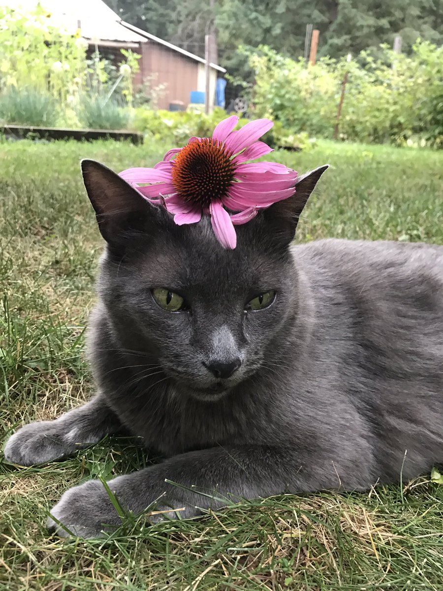 libbers_'s tweet photo. In case you were having a bad day, here's my cat with a flower 😸🌸 https://t.co/GhEakHWzf4