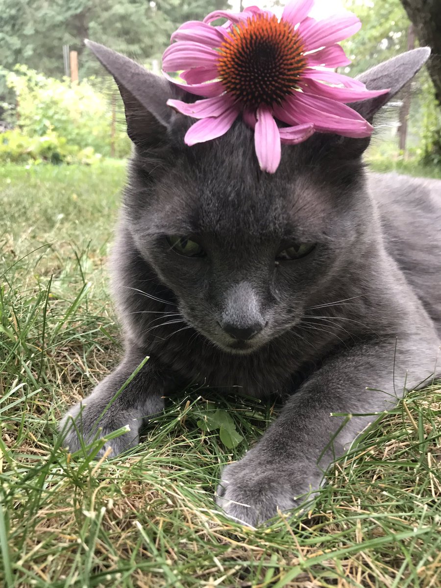 libbers_'s tweet photo. In case you were having a bad day, here's my cat with a flower 😸🌸 https://t.co/GhEakHWzf4