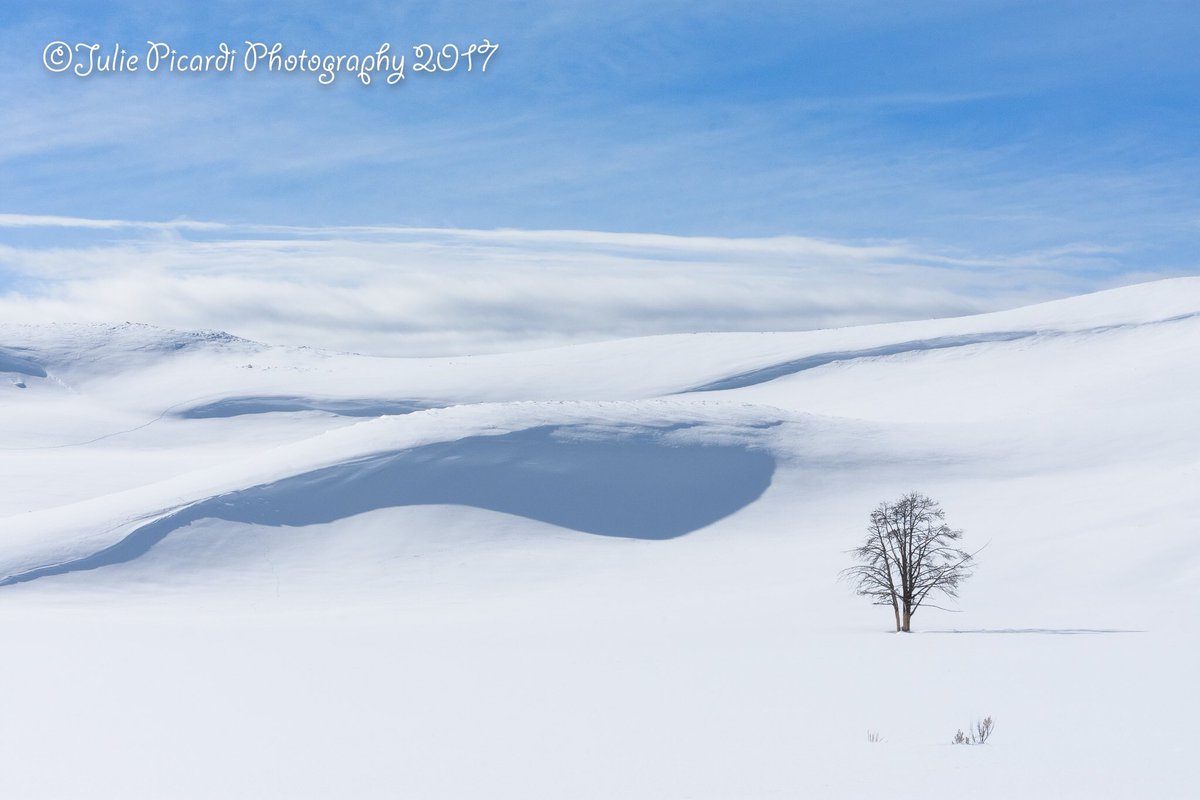 A brave tree stands below the white union of snow and clouds #exploreyellowstone #vagabondgal#lonetree #snowandcloud