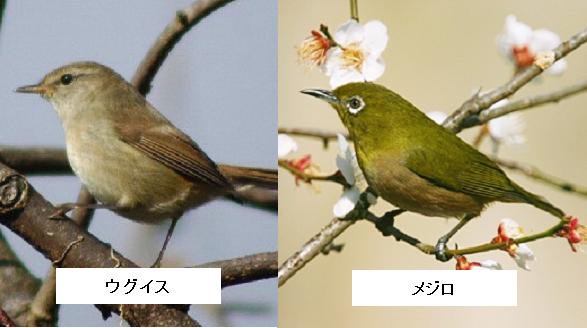 メジロ、ウグイス和鳥籠 春の訪れを告げるウグイスとメジロ - 毎日がキラキラ☆虹色 Daialy