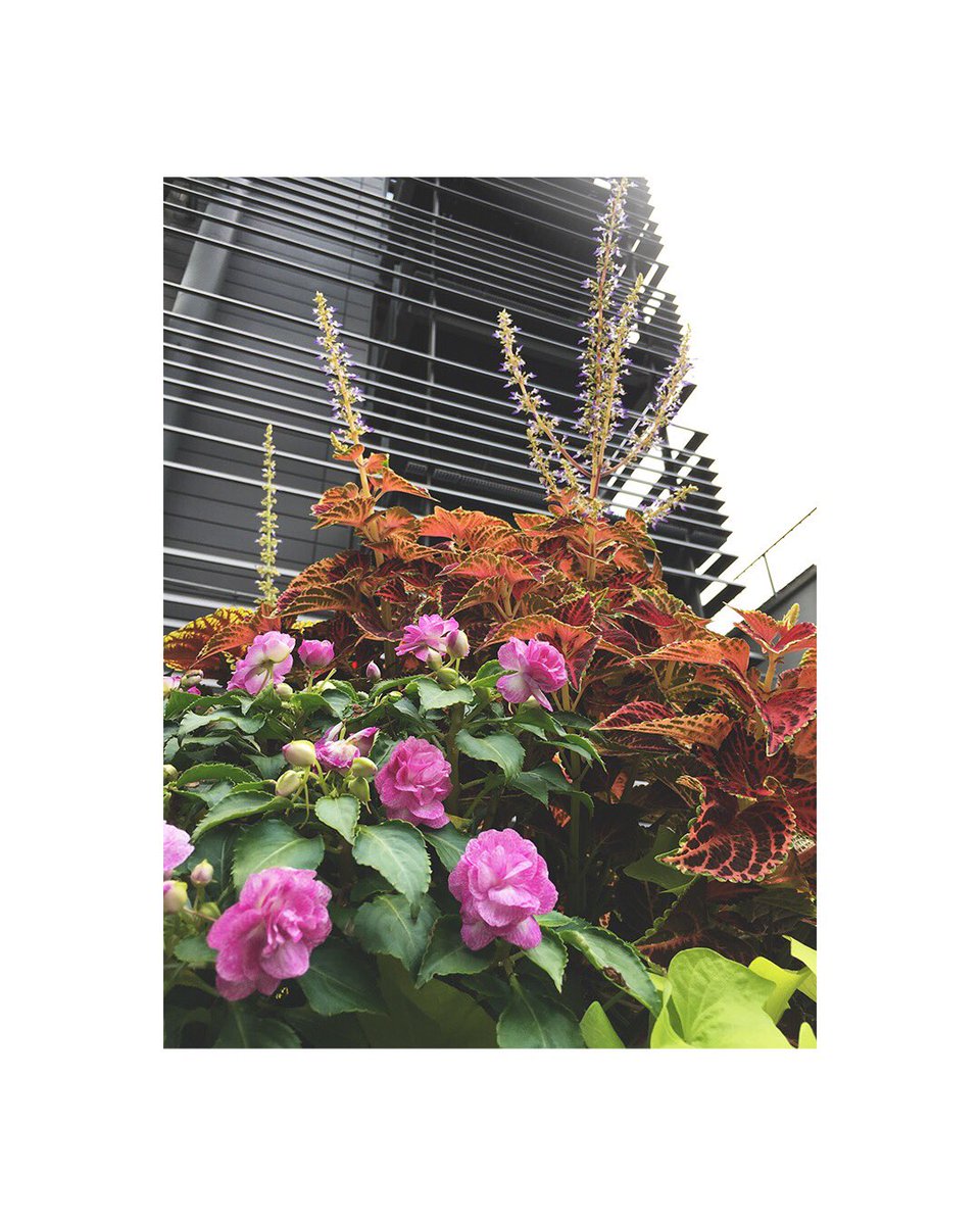sagohotel's tweet photo. Our rooftop garden... 🌸✨ #sagohotel #lowereastside #ルーフトップ #ガーデン #中庭 https://t.co/5IIrefewGH