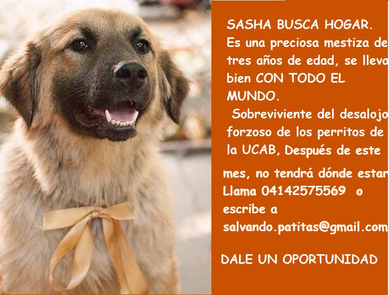 SalvandoPatitas's tweet photo. Quieres ayudar?La hermosa Sasha necesita hogar,1 año encerrada en una jaula,dócil,cariñosa.Adopta no te arrepentirás https://t.co/DkP3yoQTTj