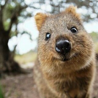 かいはるまき Che Rry Gre En クアッカワラビーだよ 確か オーストラリアの島しかいないと思うよ 天然記念物 世界一幸せの動物と言われてたような 人懐こくって 一緒に写真撮れるし 笑い顔になるんだよ 落ち込んでる時にいいかなと思って変え