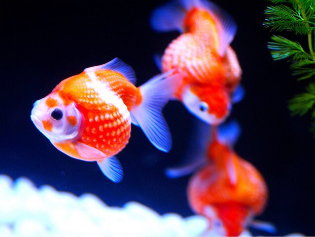 sa___ctuary_'s tweet photo. お迎えいっていい人反応お願いしまするるる。涼しげに金魚さんを。 https://t.co/FiyMe16A83