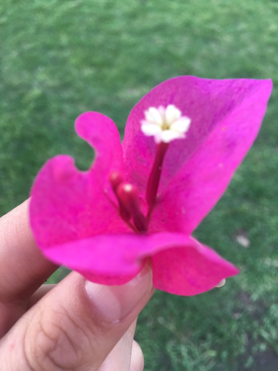 AlmaAlmizdely's tweet photo. #PorFaltaDeNovio mi muñequita me llena de flores 🌺 la amo cada día me llena de alegría #HijosDeCorazon #Cuatitos #AmorSincero 👩👧👦🙏🏻❤️😍😘 https://t.co/TQKewvnr9n