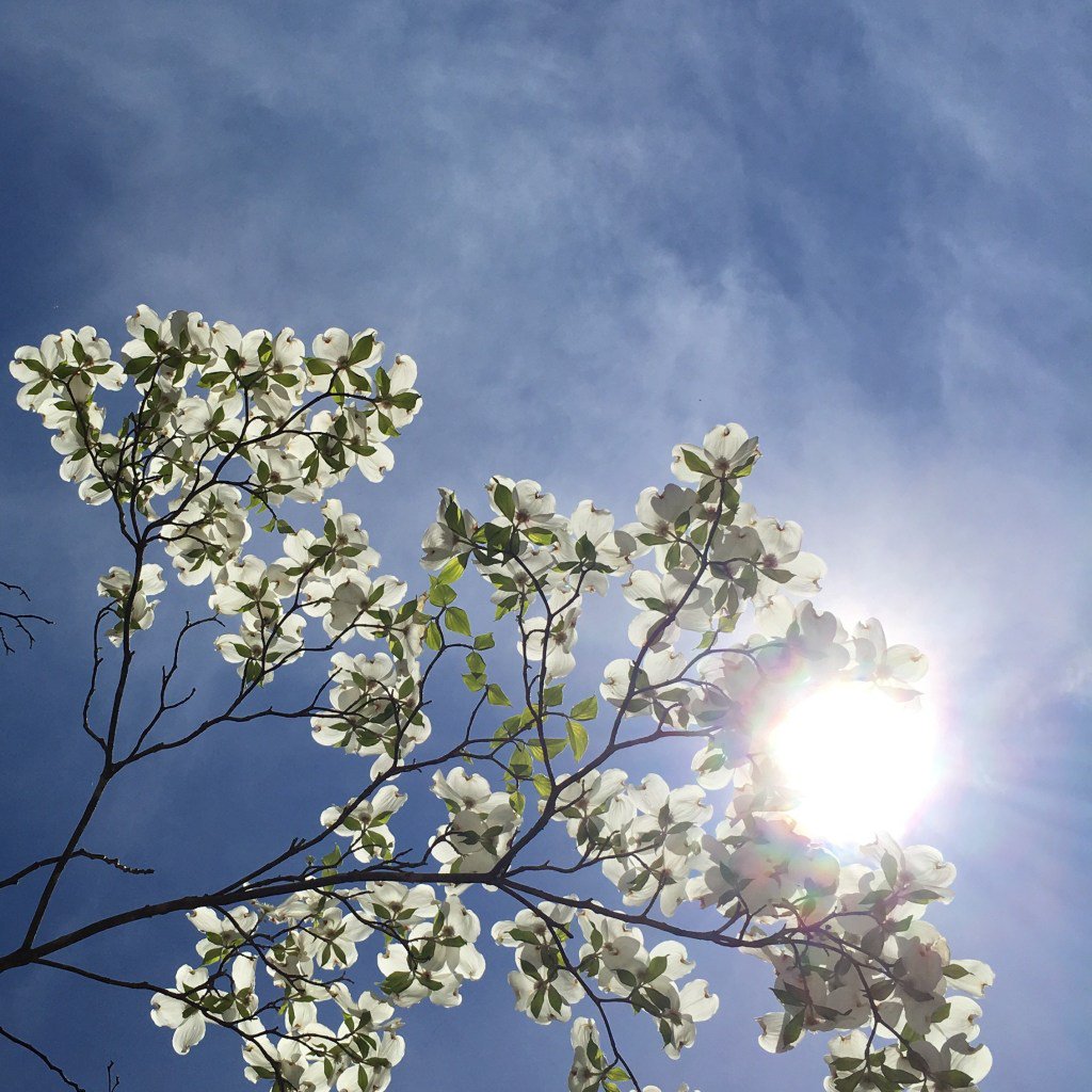 ICU and a Biopsy misnglinke.com/2017/08/05/icu…