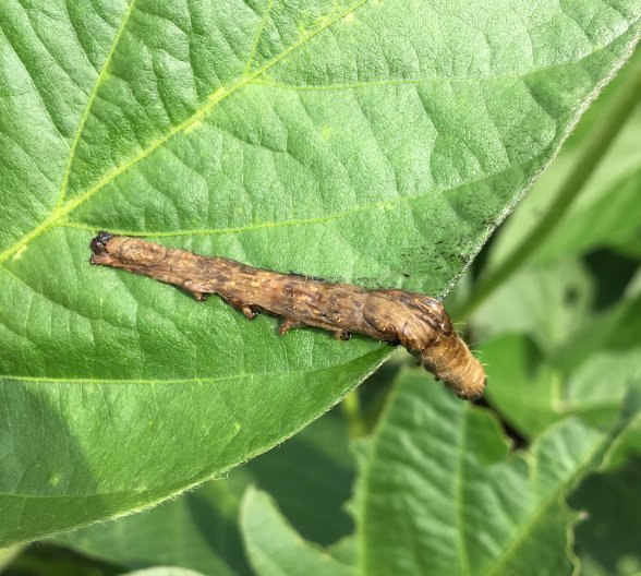 dlongABT1's tweet photo. Always good to end a Friday afternoon seeing Heligen devastating a bollworm https://t.co/vZb8ETHEFe