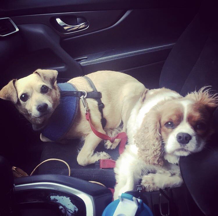 miloelperro's tweet photo. post walk hangout with my pal cookie https://t.co/PTydzPYak3