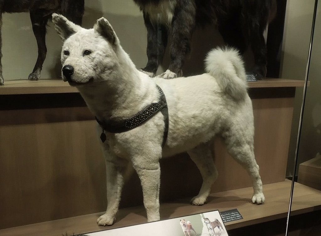History In Pictures on Twitter "The last photo of Hachikō, the dog who