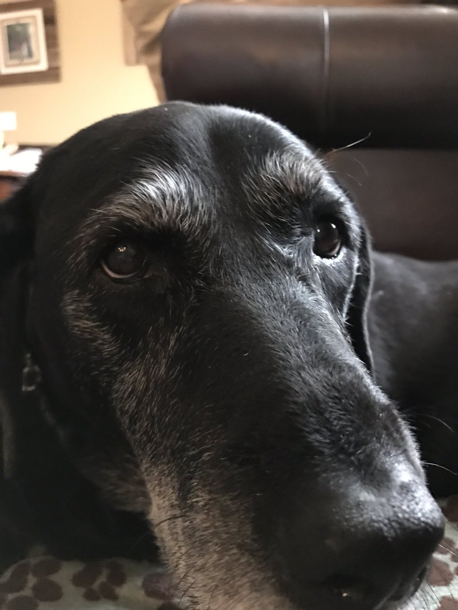 MielochM's tweet photo. Blessing your timeline with the cutest old pup I know :) https://t.co/1mhysbfv7S