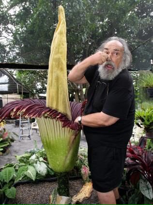 WillieColonFeet's tweet photo. @willcolon66 @MikeAndMike Got asked to leave a corpse plant blooming @PBGarden so other guests "could actually smell the plant" #botany https://t.co/w6i0RhX3kJ