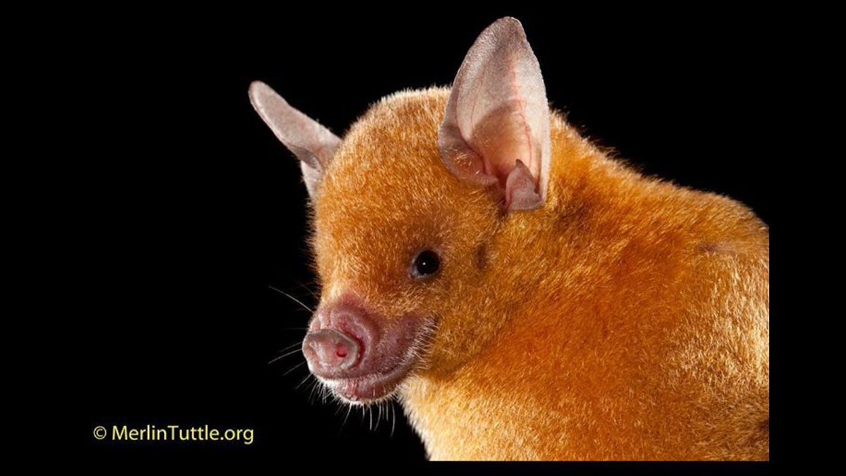 Merlin Tuttle’s Bat Conservation tweet media