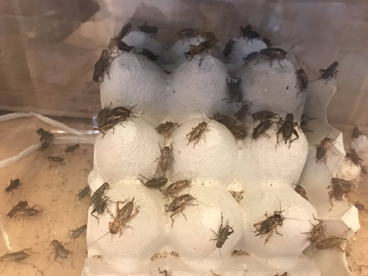 中津川市の観賞魚 小動物専門店 まるかね 生き餌 始めました フタホシコオロギ ミルワーム ジャンボワームいます フタホシコオロギはss S M Lの４サイズです デュピアやレッドローチ等も取り寄せ可能です ぜひご来店下さい 活き餌