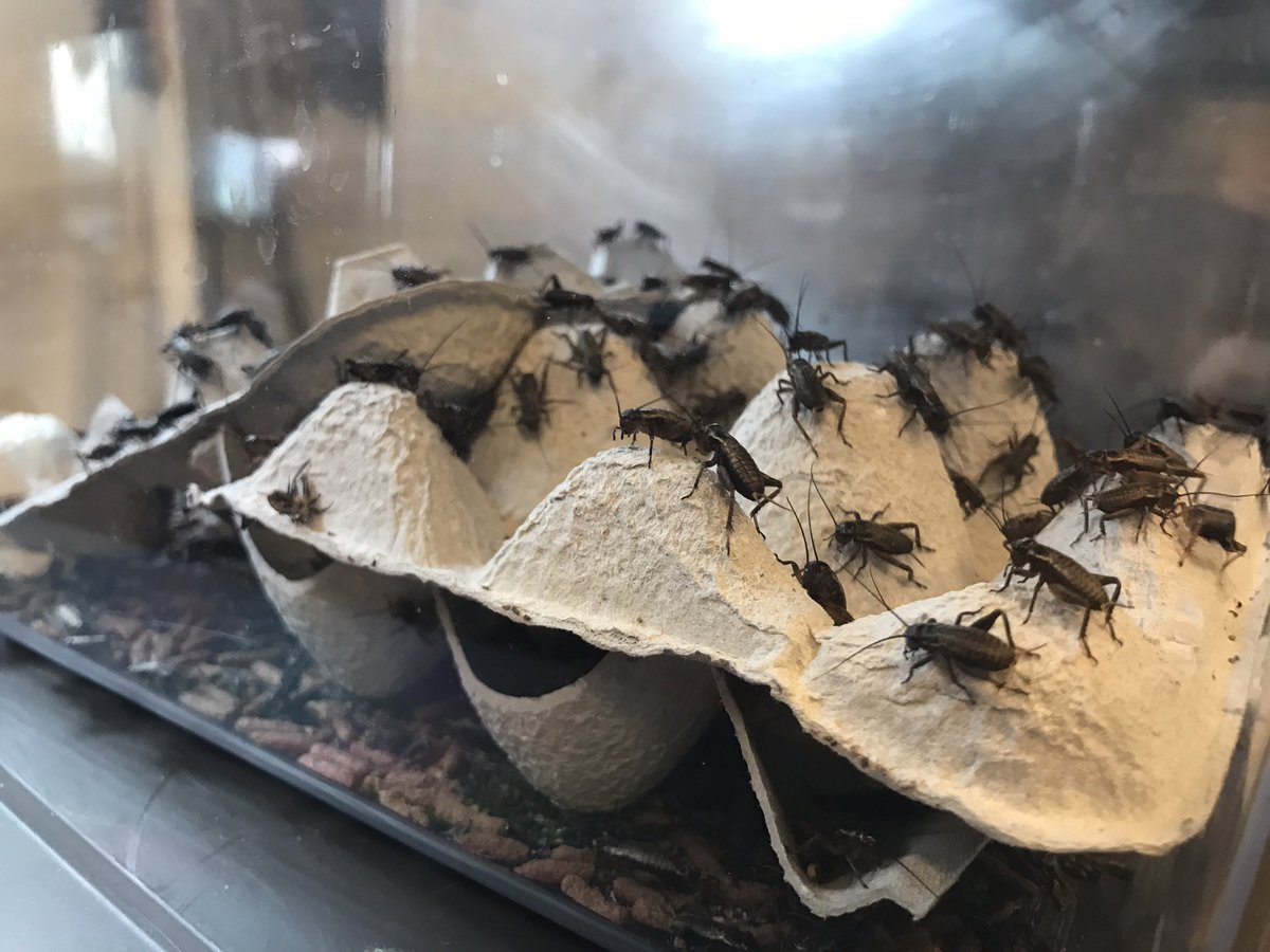 中津川市の観賞魚 小動物専門店 まるかね 生き餌 始めました フタホシコオロギ ミルワーム ジャンボワームいます フタホシコオロギはss S M Lの４サイズです デュピアやレッドローチ等も取り寄せ可能です ぜひご来店下さい 活き餌