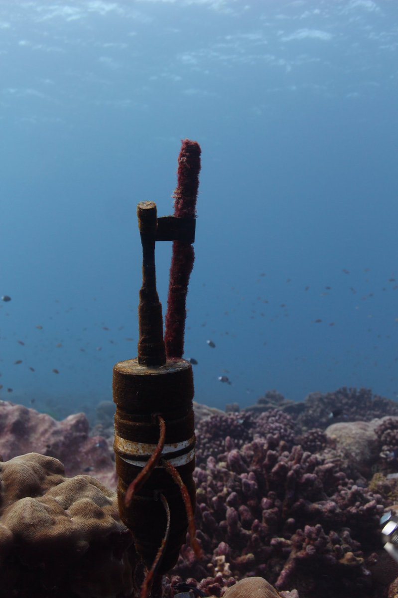 Tietjenk's tweet photo. Excited to see what shows up on our #hydrophone recordings from Kiritimati! #KI2017 @baumlab @wdhalliday #reefsounds https://t.co/sME7jGT1gK