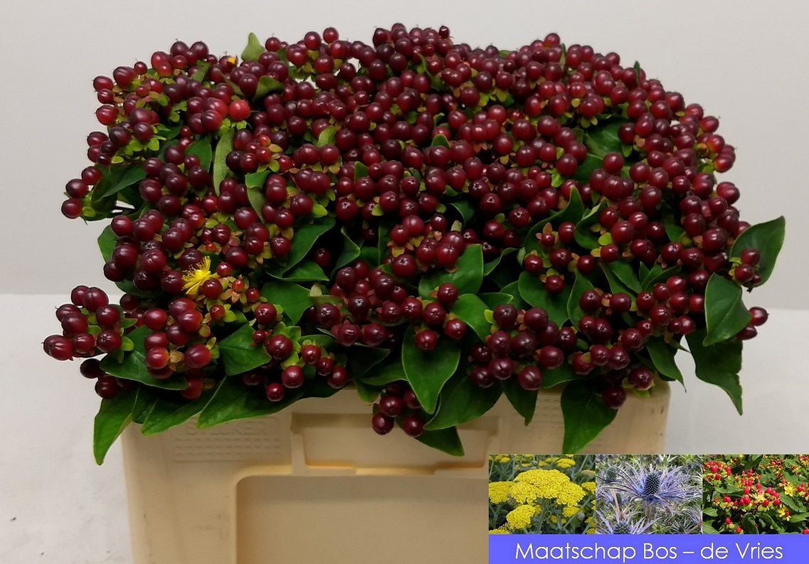 #wvwm Maandag op #NLD een leuke kar #Hypericum 'Coco Magnifico' en 'Coco Bamboo'