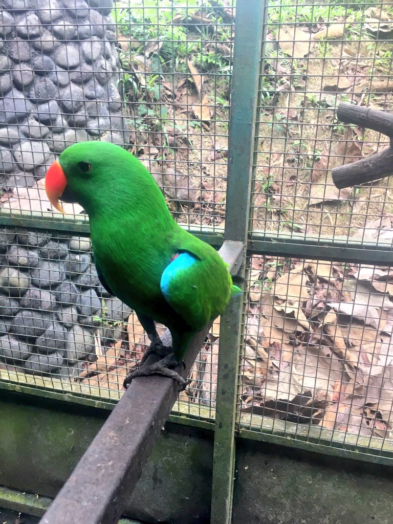 AGSWChallenge17's tweet photo. Amazing to see such beautiful creatures but sad at the same time, knowing the awful places they have been rescued from! https://t.co/E10nP0yOLR