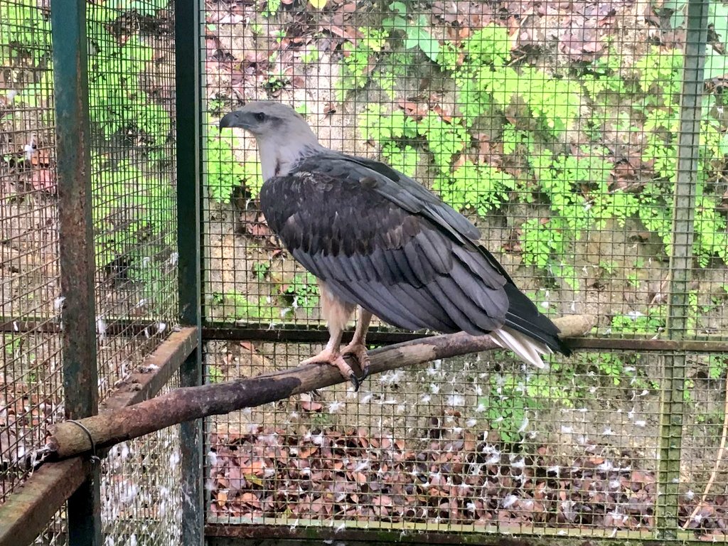 AGSWChallenge17's tweet photo. Amazing to see such beautiful creatures but sad at the same time, knowing the awful places they have been rescued from! https://t.co/E10nP0yOLR