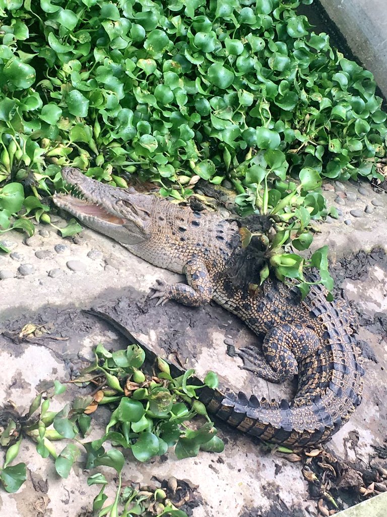 AGSWChallenge17's tweet photo. Amazing to see such beautiful creatures but sad at the same time, knowing the awful places they have been rescued from! https://t.co/E10nP0yOLR