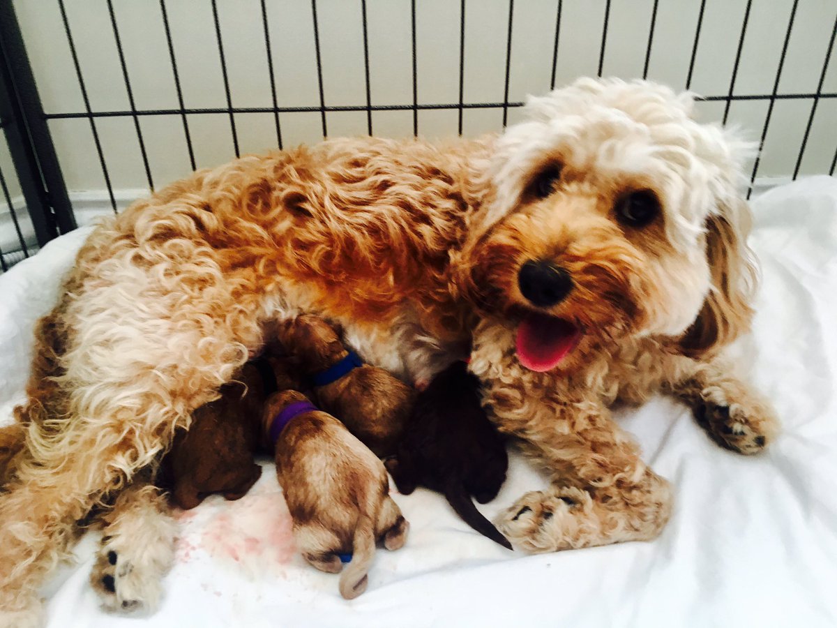 Countrycockapoo's tweet image. Proud mumma! #milliemoocockapoo @BritishCockapoo @CockapooClub #lovemypooch ❤️🐾😍