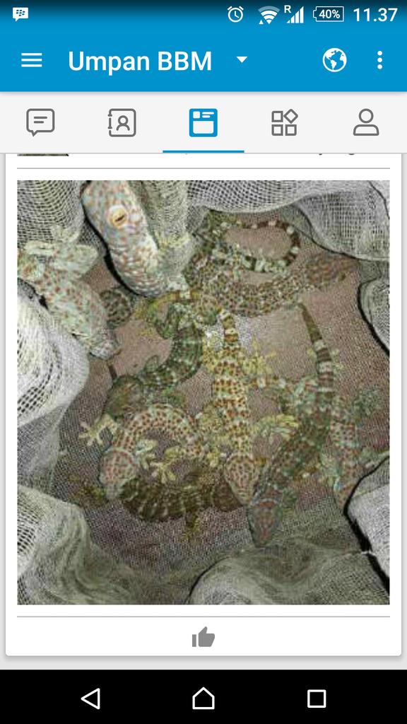 Di jual tokek. 
Yg minat hub i 085260000926