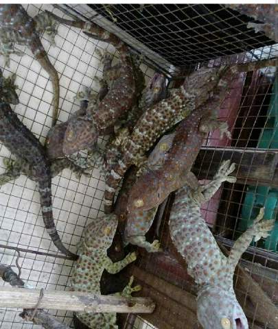 Harga nego. Hub i no 085260000926