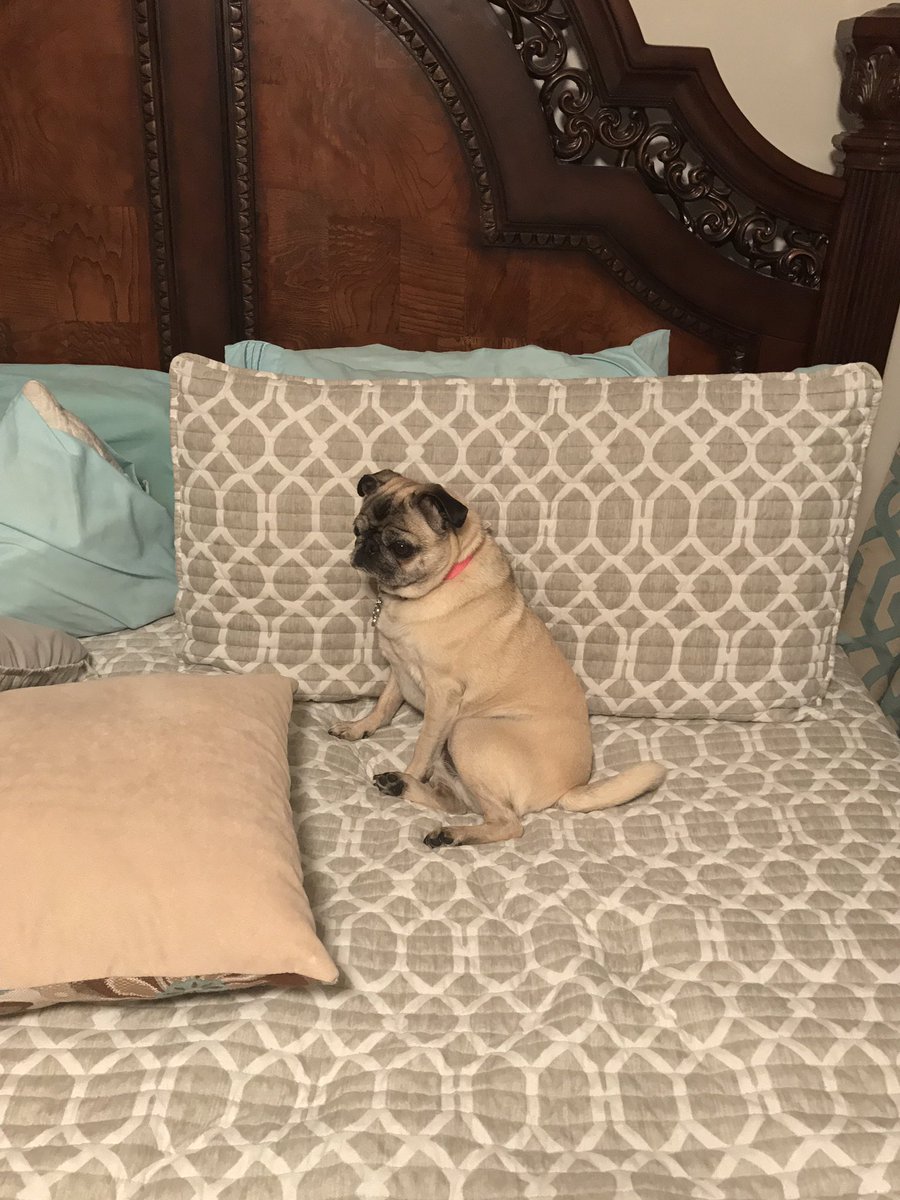 DavidKouvas's tweet photo. Sorry mom but I'm claiming your side of the bed tonight #cuddleswithdad https://t.co/PMbNExrYK5