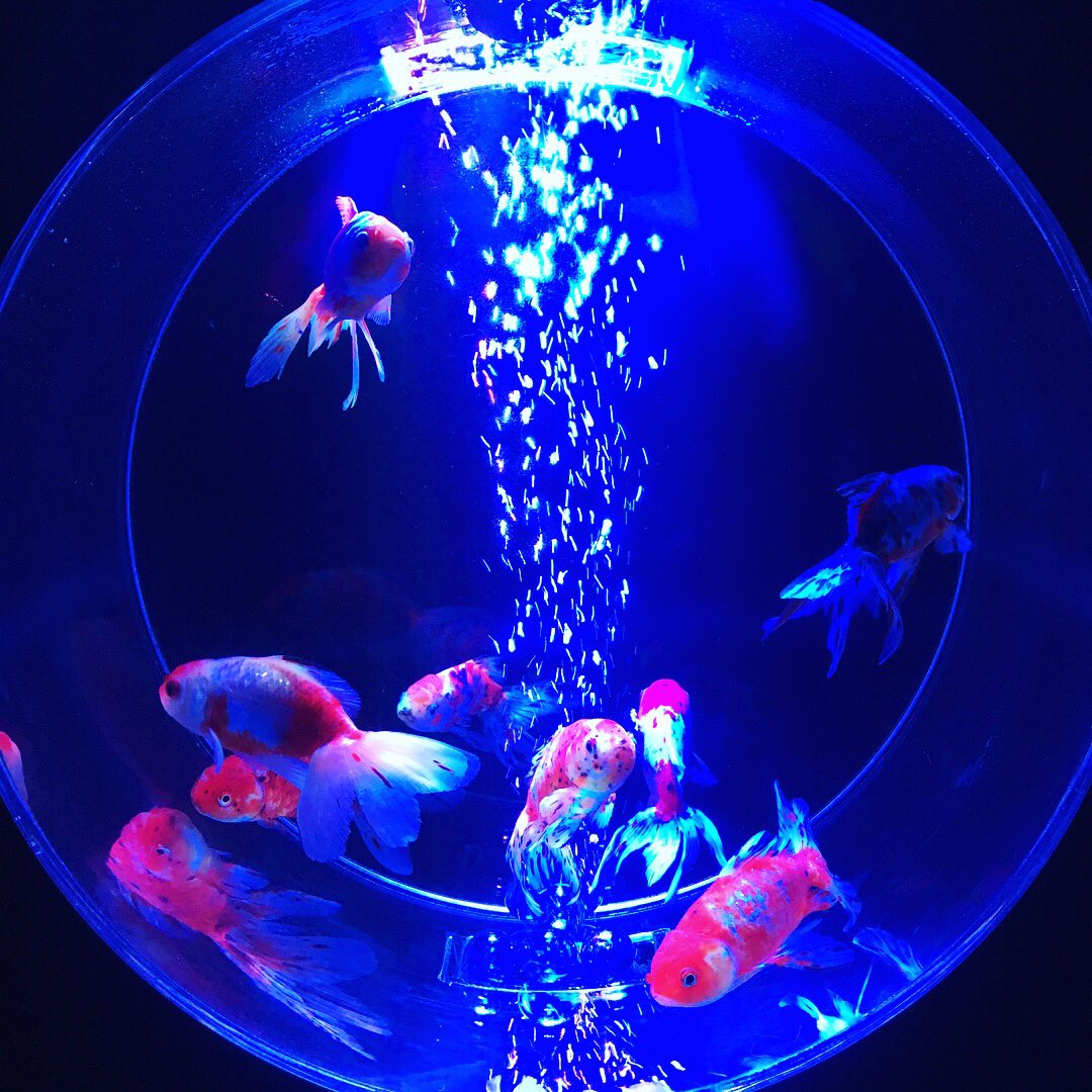 Oderon86's tweet photo. アクアリウム展 癒された✨🐠夏祭りの屋台を眺めているような、どこか懐かしい気分になった。
京セラドームにて https://t.co/9cuXnpxyix