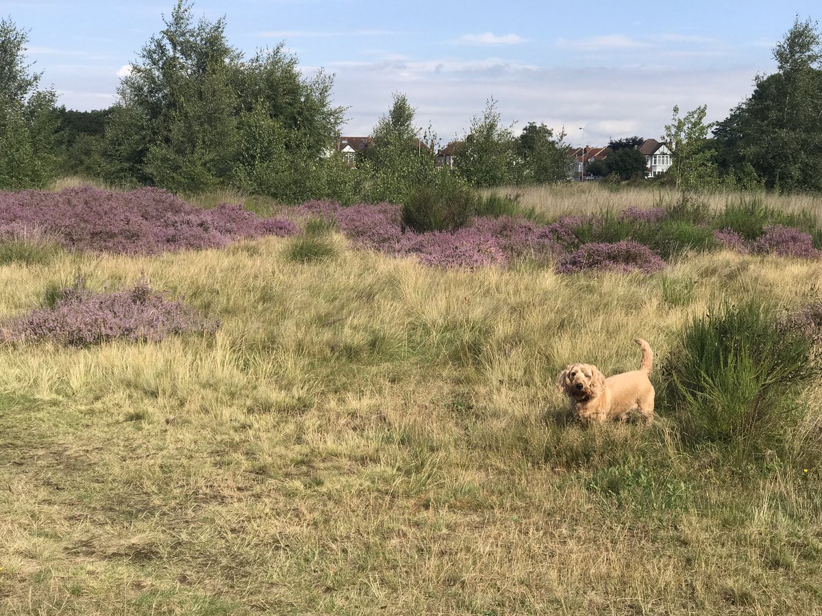 A beautiful morning on Wanstead Flats