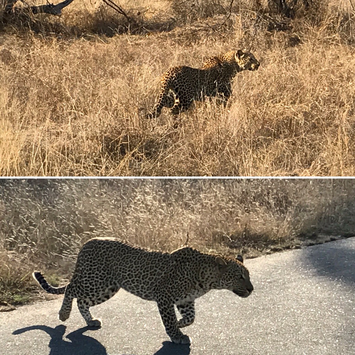 ShawnTheunissen's tweet image. Off on a break in #KrugerPark. Just saw #leopard at #FingerRocks @LatestKruger