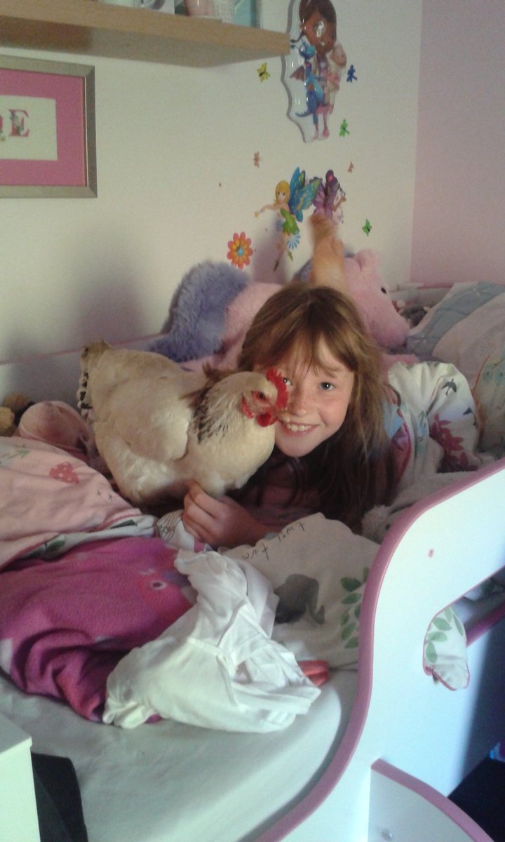 willielambert01's tweet photo. it seems our hen has found somewhere new to lay #roastdinner https://t.co/WXsQemaJ3G