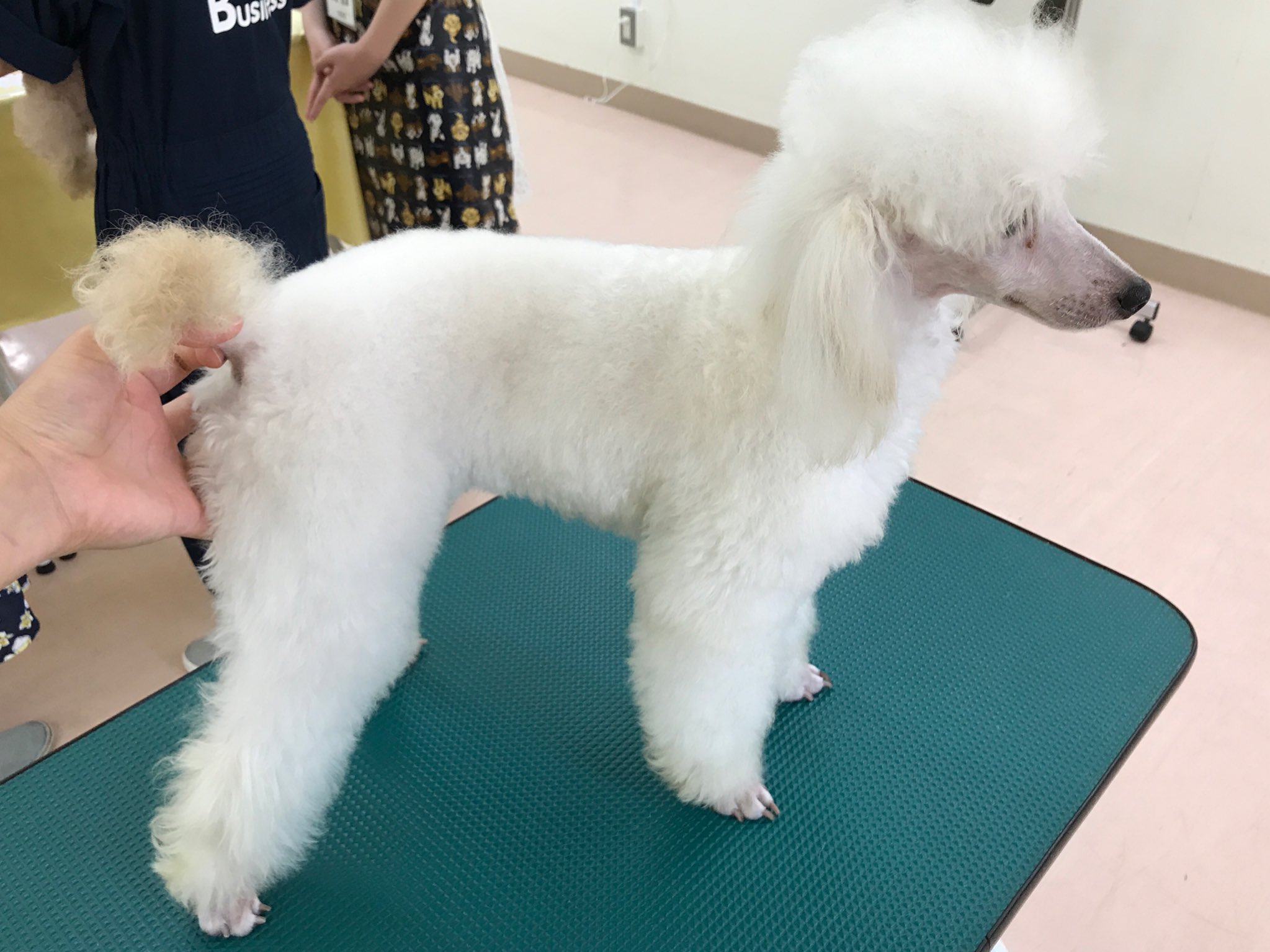 Nsbペットビジネス学科 昨日の体験入学にソイもカラーリングに挑戦 カラー剤はもちろん犬用で安全に使用できます 毛色がもともとホワイトなのに耳と尻尾が茶色なのでブラウンで染めてみました 最後に女の子らしくお花 カットして完成です Nsbペットビジネス学科 昨日の体験入学にソイもカラーリングに挑戦 カラー剤はもちろん犬用で安全に使用できます 毛色がもともとホワイトなのに耳と尻尾が茶色なのでブラウンで染めてみました 最後に女の子らしくお花 カットして完成です
