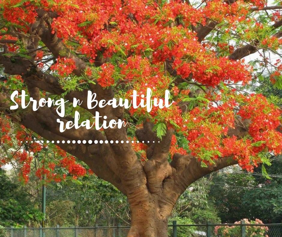 BhartiNaik_'s tweet photo. A relation is like nurturing a plant to grow into a tree with beautiful flowers #Outcomes
 
#BhartiNaik #relationshipcode 
Pic: Tushar Tere https://t.co/j1H1GNKNqQ