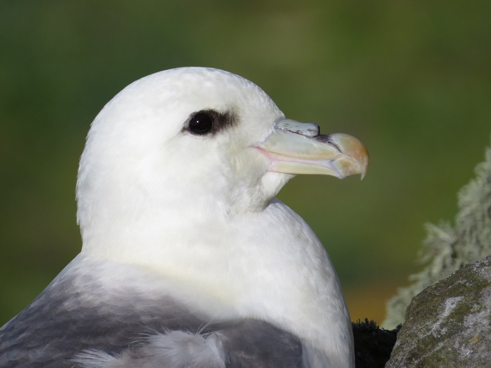 More good news from the Isle of May as our Fulmar breeding numbers are up! Full story on blog: isleofmaynnr.wordpress.com