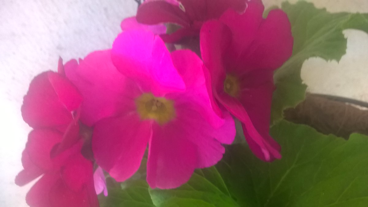 viveroSarratea's tweet photo. #primula #maceta #colgante #coco #divina #elviverito https://t.co/sjJ8O9oGnX