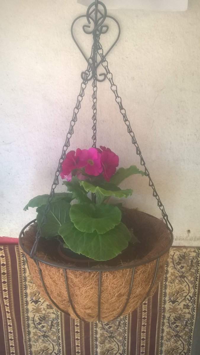 viveroSarratea's tweet photo. #primula #maceta #colgante #coco #divina #elviverito https://t.co/sjJ8O9oGnX